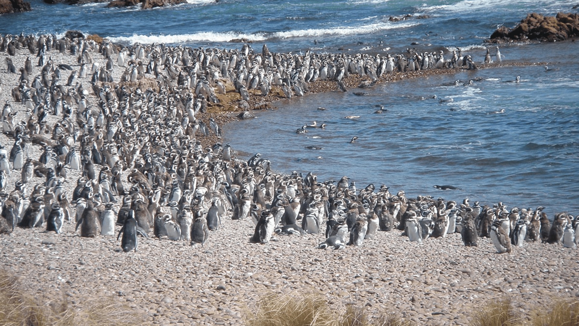 Área Natural Protegida Cabo Dos Bahías: un tesoro escondido de la Patagonia — Patagonia