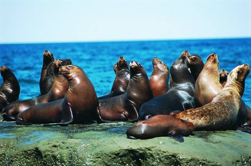 Punta Loma: el lugar donde la Patagonia se encuentra cara a cara con los lobos marinos — Patagonia