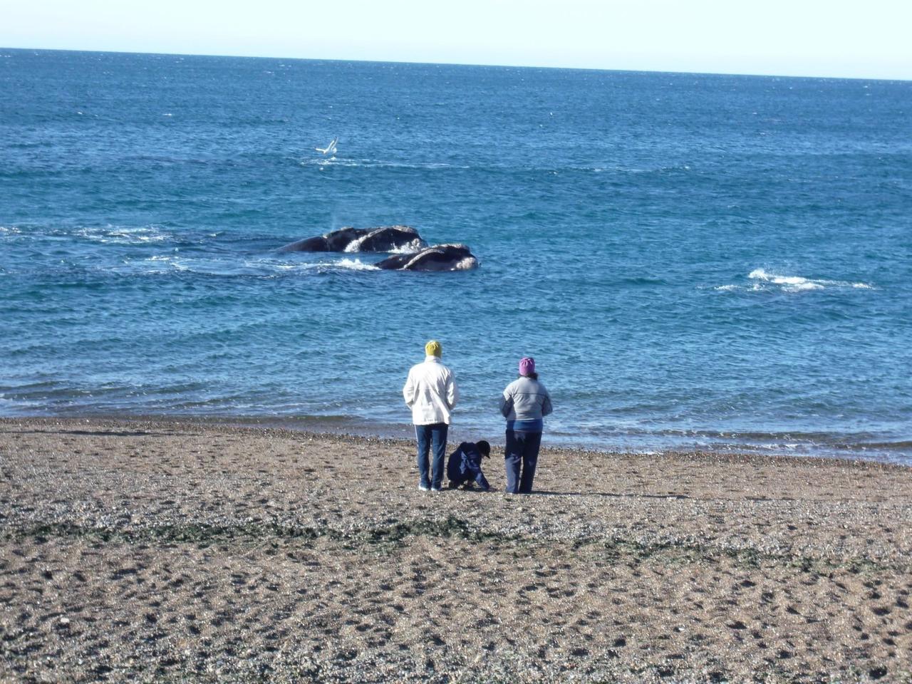El Doradillo / Avistaje costero Ballena Franca Austral — Puerto Madryn