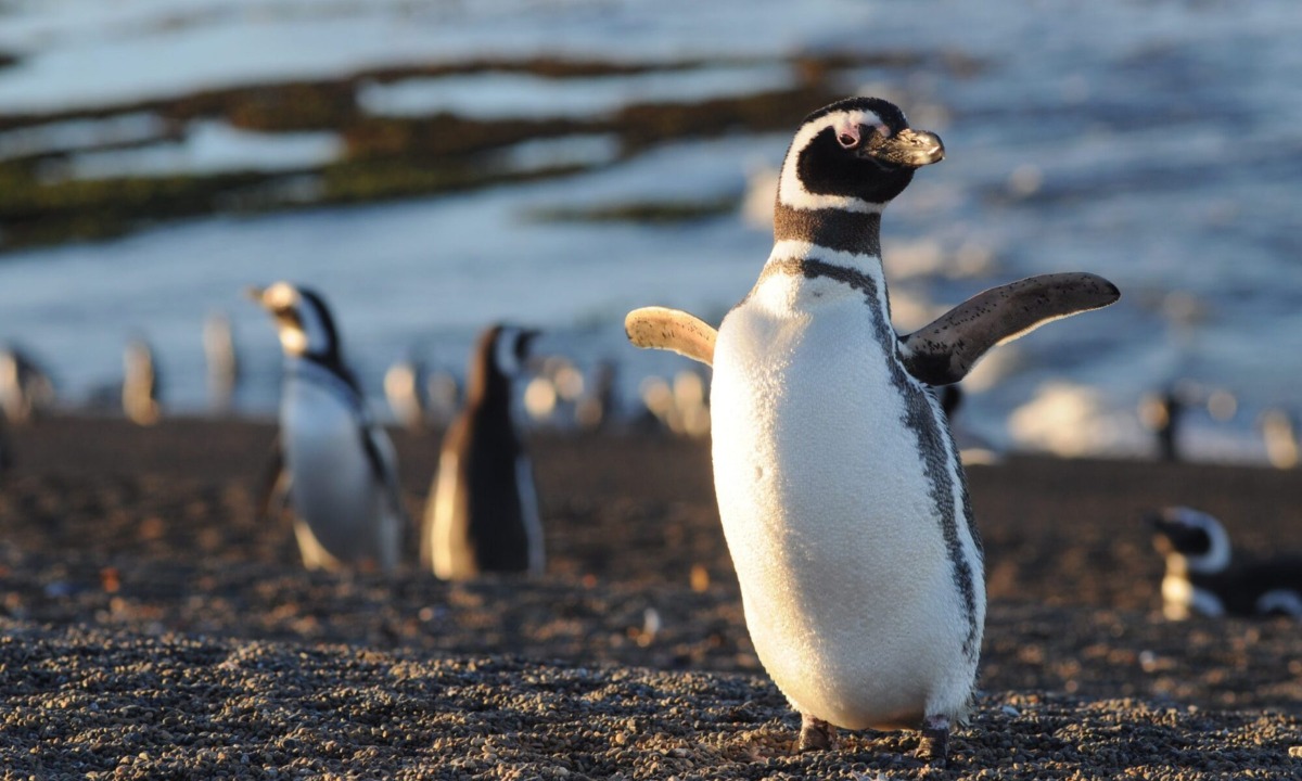 Pingüinera Punta Tombo — Trelew, Chubut