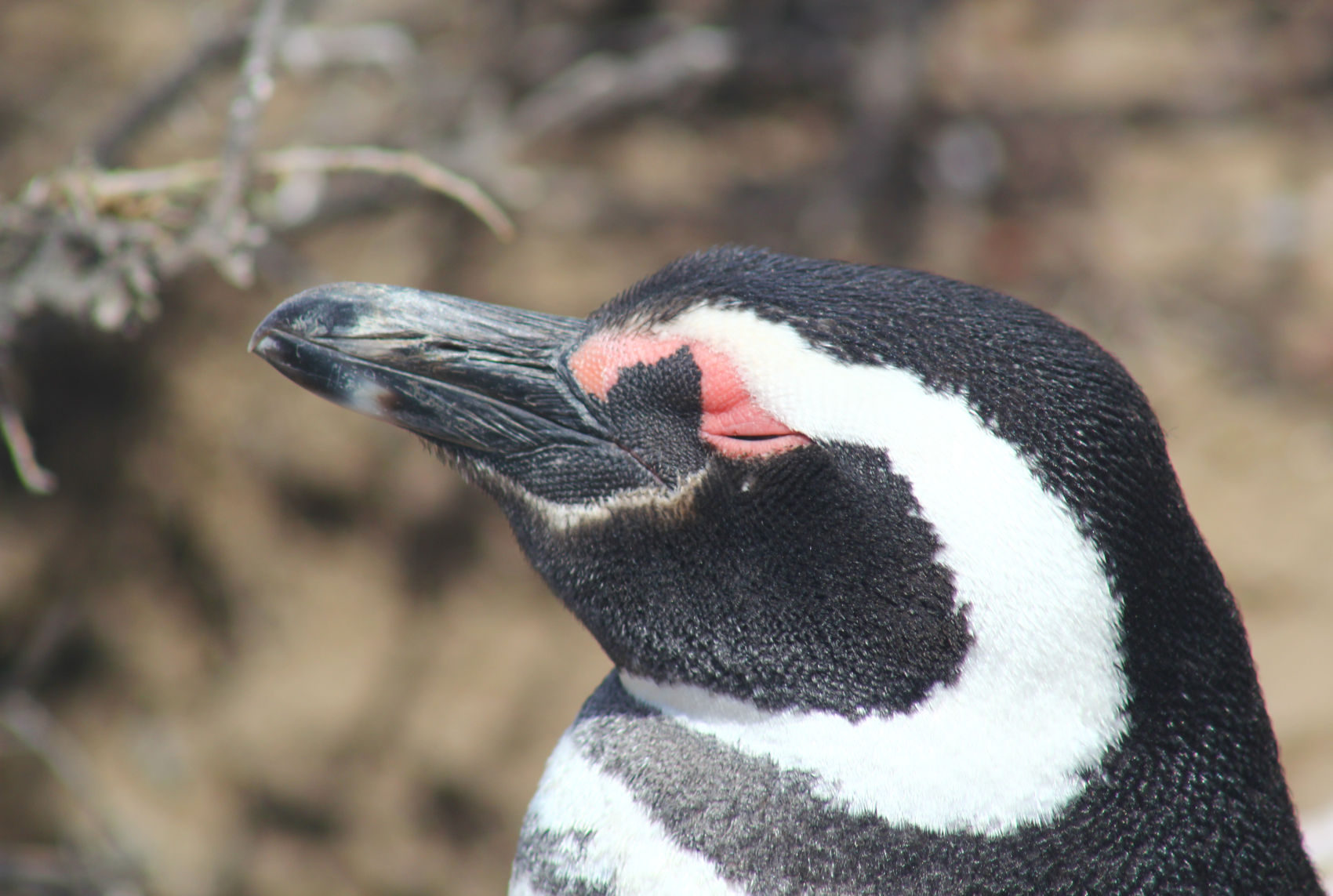 Pingüinera Punta Tombo — Trelew, Chubut — foto 2