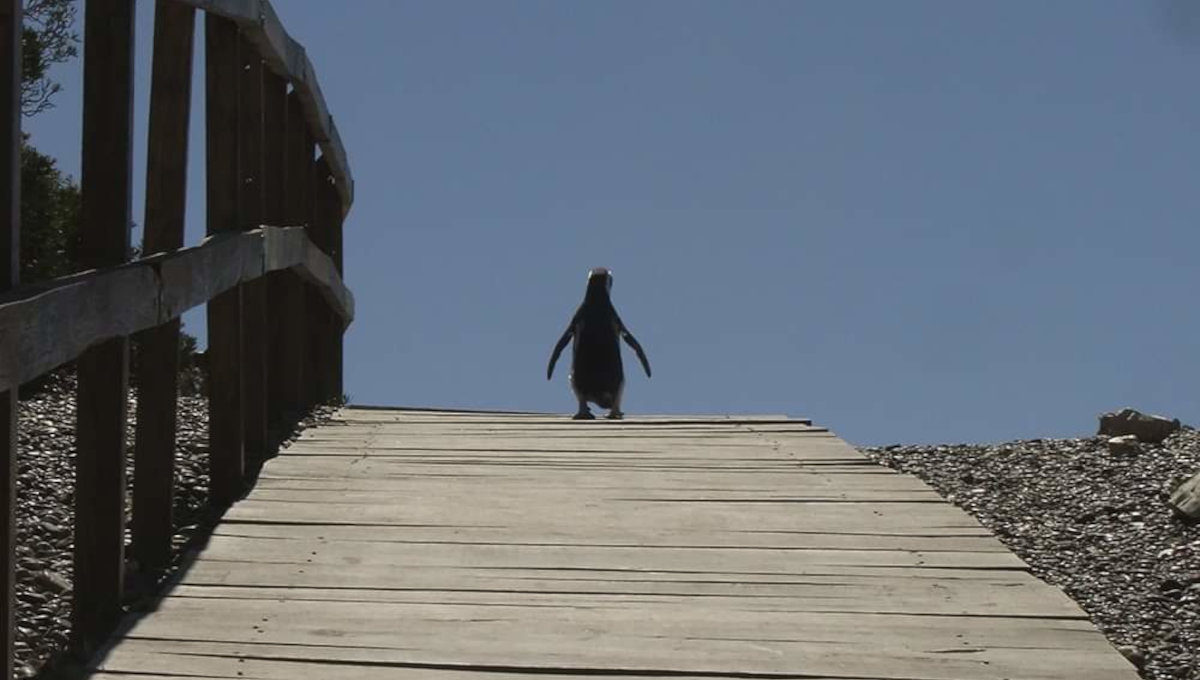 Pingüinera Punta Tombo — Trelew, Chubut — foto 3