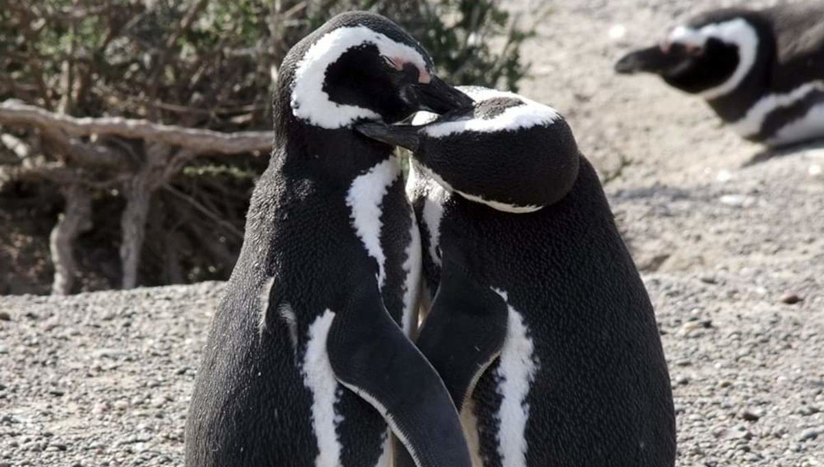 Pingüinera Punta Tombo — Trelew, Chubut — foto 4