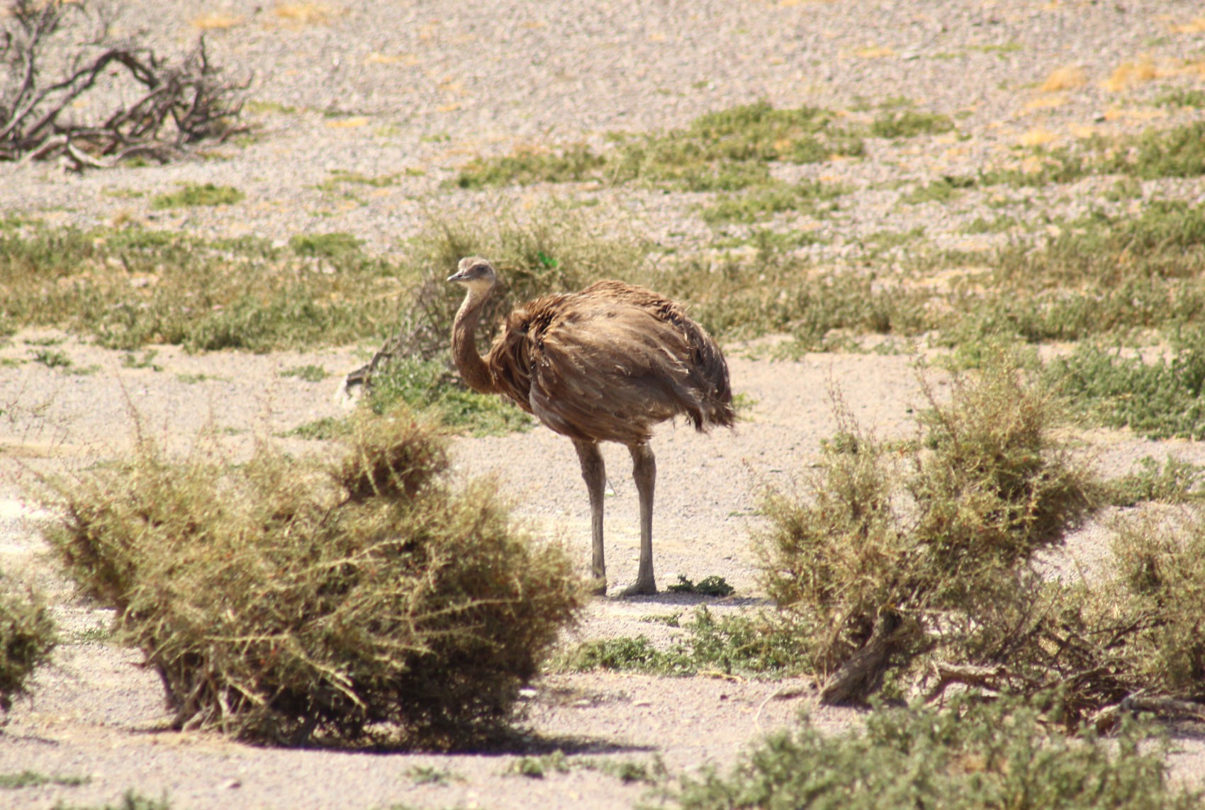 Pingüinera Punta Tombo — Trelew, Chubut — foto 5