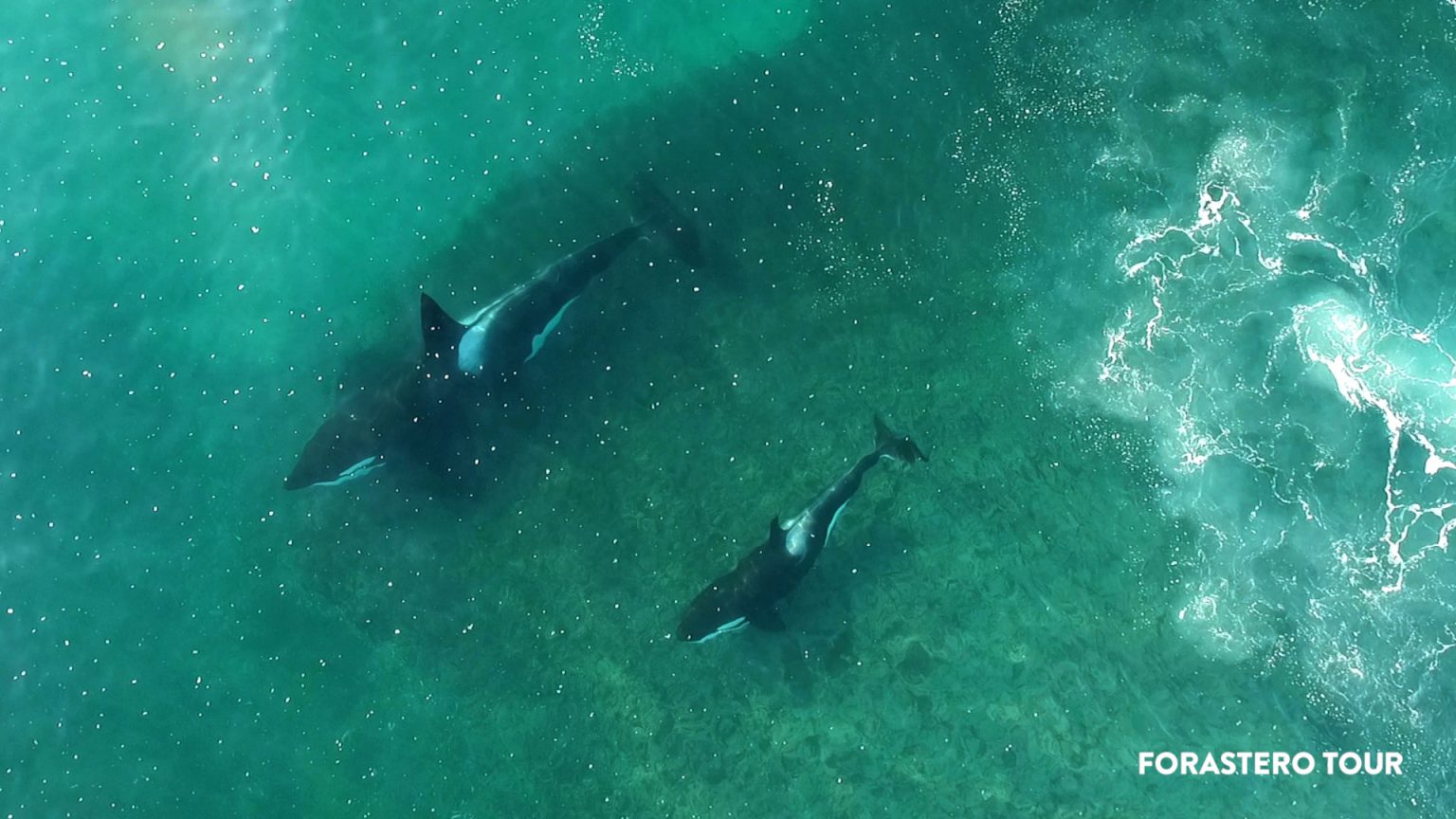 Paisagem costeira de Península Valdés com fauna marinha, Puerto Pirámides, Patagônia argentina — foto 2