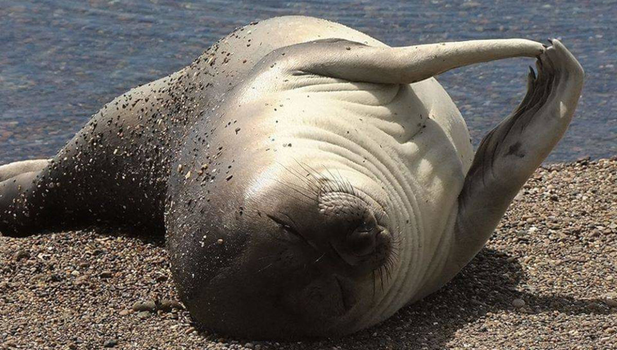 Paisagem costeira de Península Valdés com fauna marinha, Puerto Pirámides, Patagônia argentina — foto 3