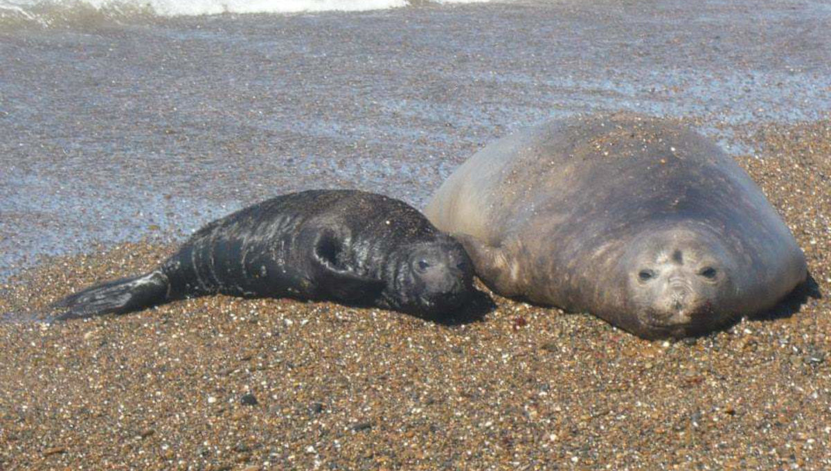 Paisagem costeira de Península Valdés com fauna marinha, Puerto Pirámides, Patagônia argentina — foto 4