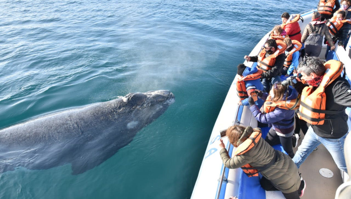 Solo Ballenas / Tour y Traslados a Peninsula Valdes — Peninsula Valdes, Chubut