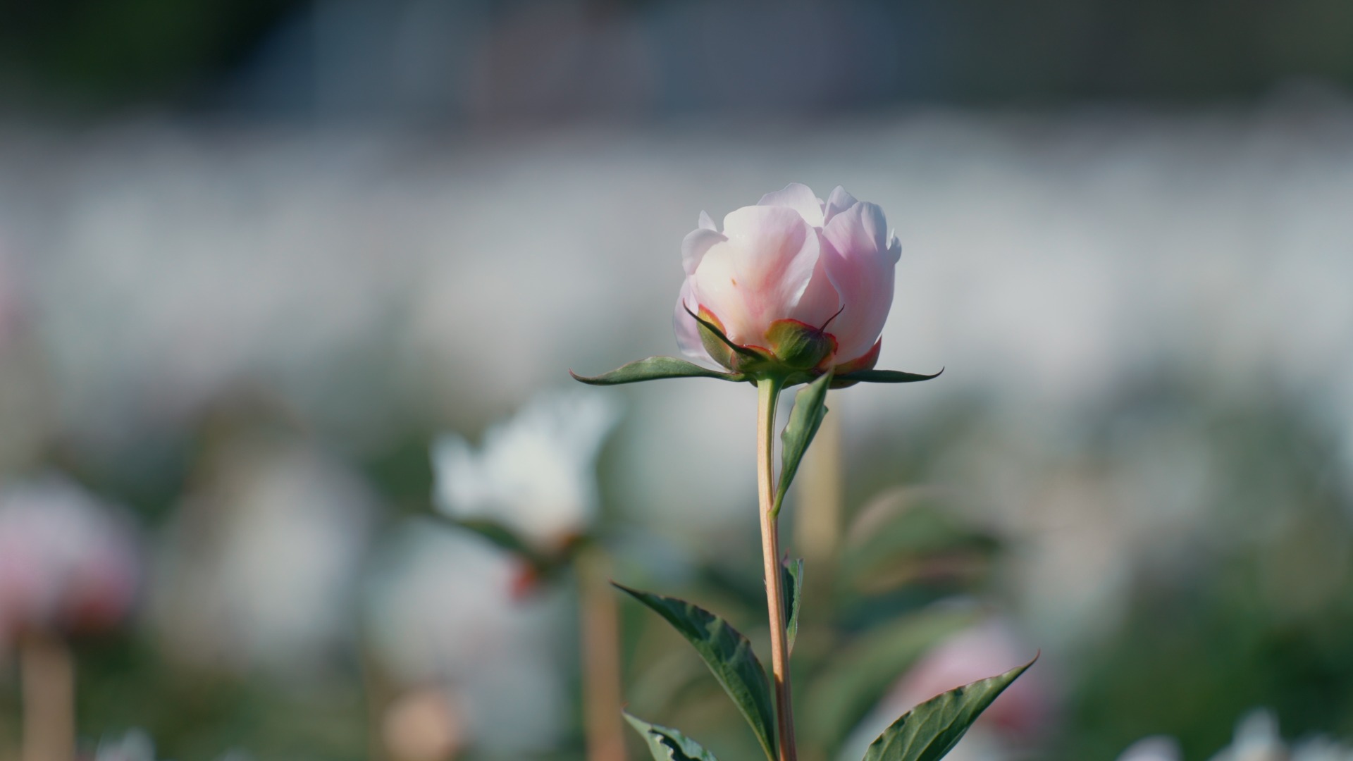 RUTA GALESA CON PEONIAS — Trevelin, Chubut