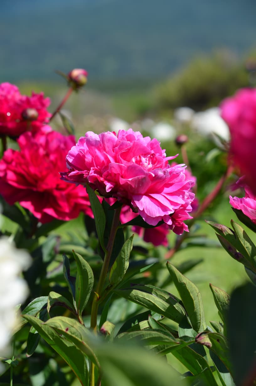 RUTA GALESA CON PEONIAS — Trevelin, Chubut — foto 2