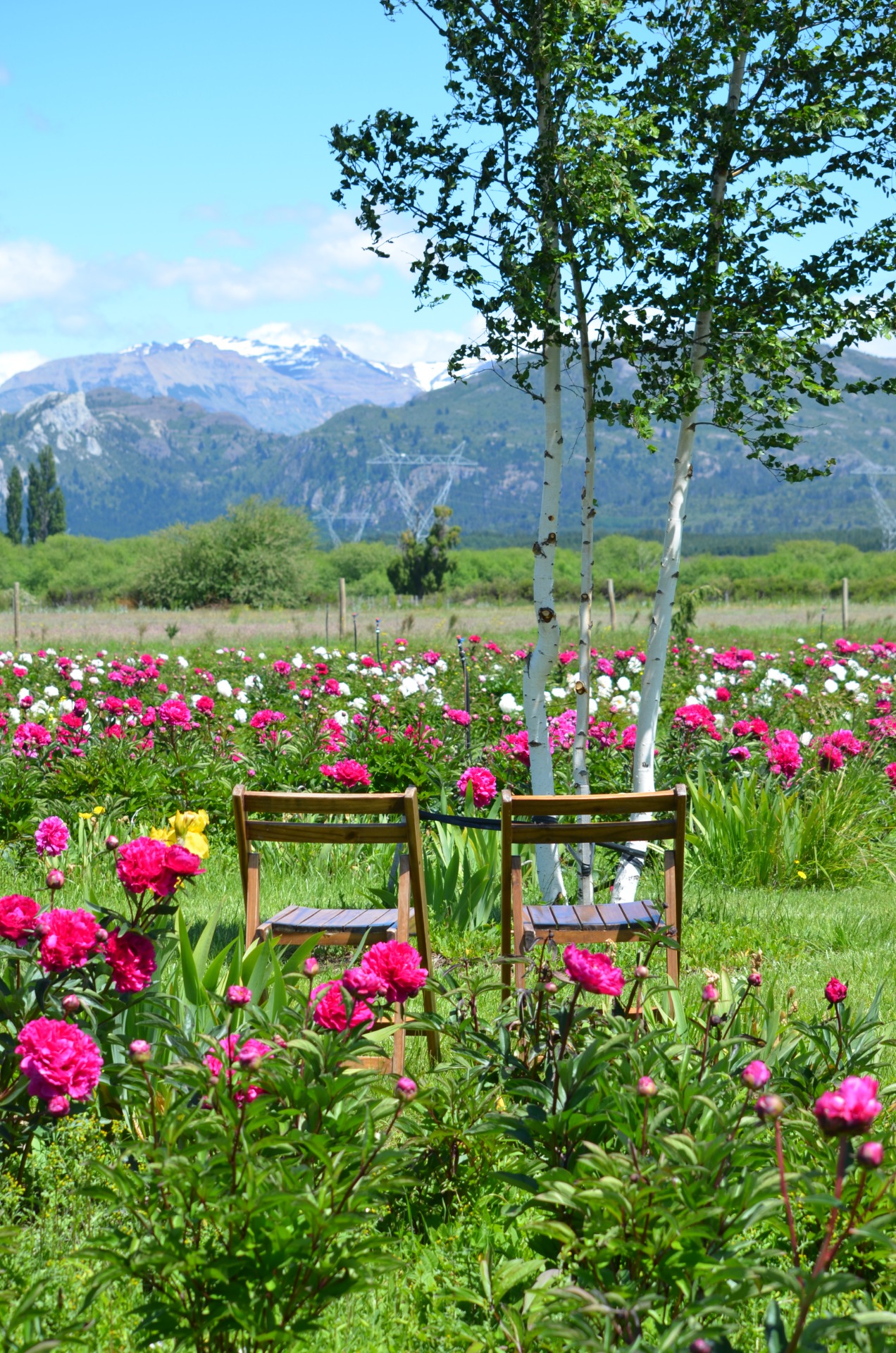 RUTA GALESA CON PEONIAS — Trevelin, Chubut — foto 4