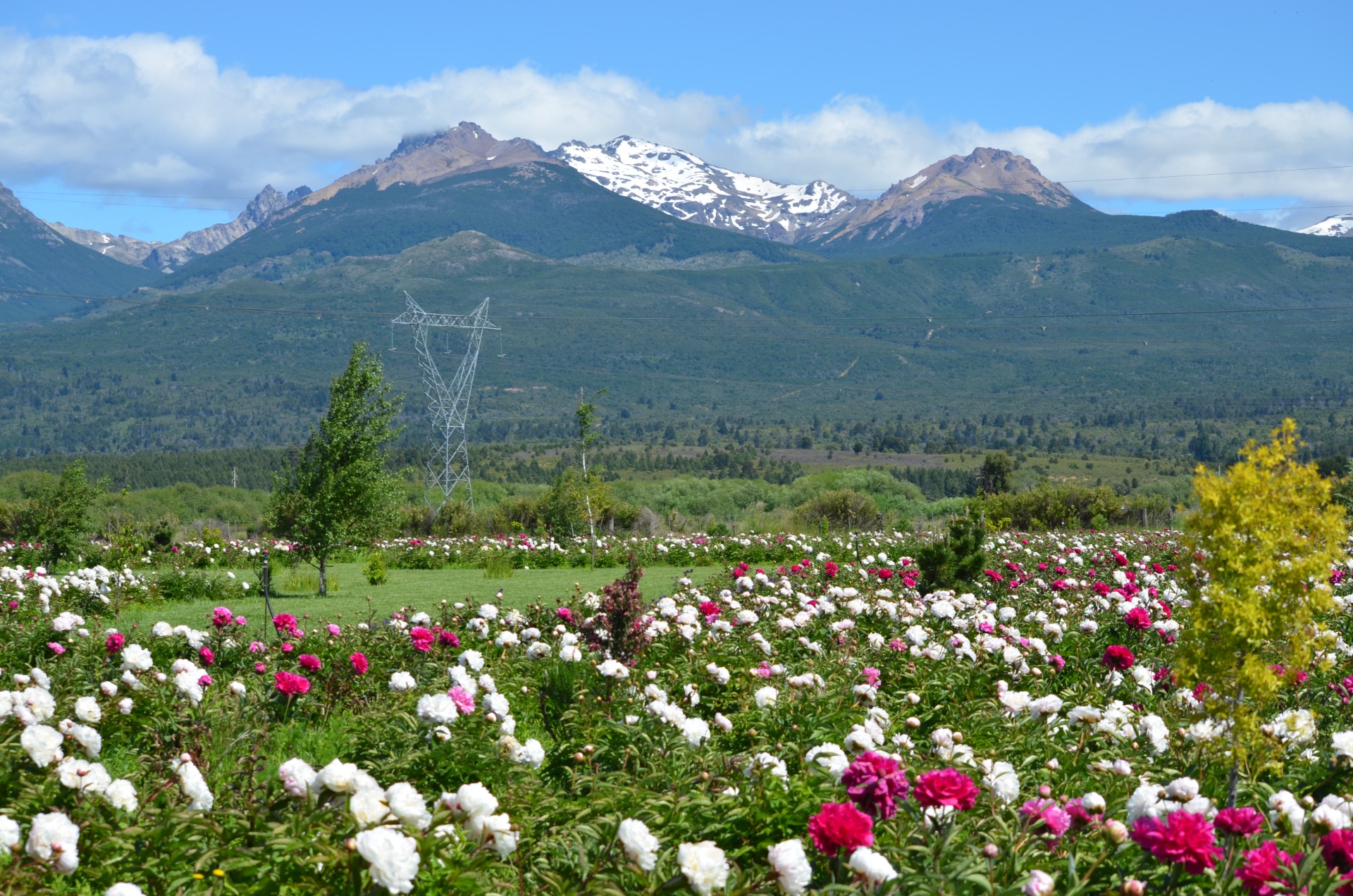 RUTA GALESA CON PEONIAS — Trevelin, Chubut — foto 5