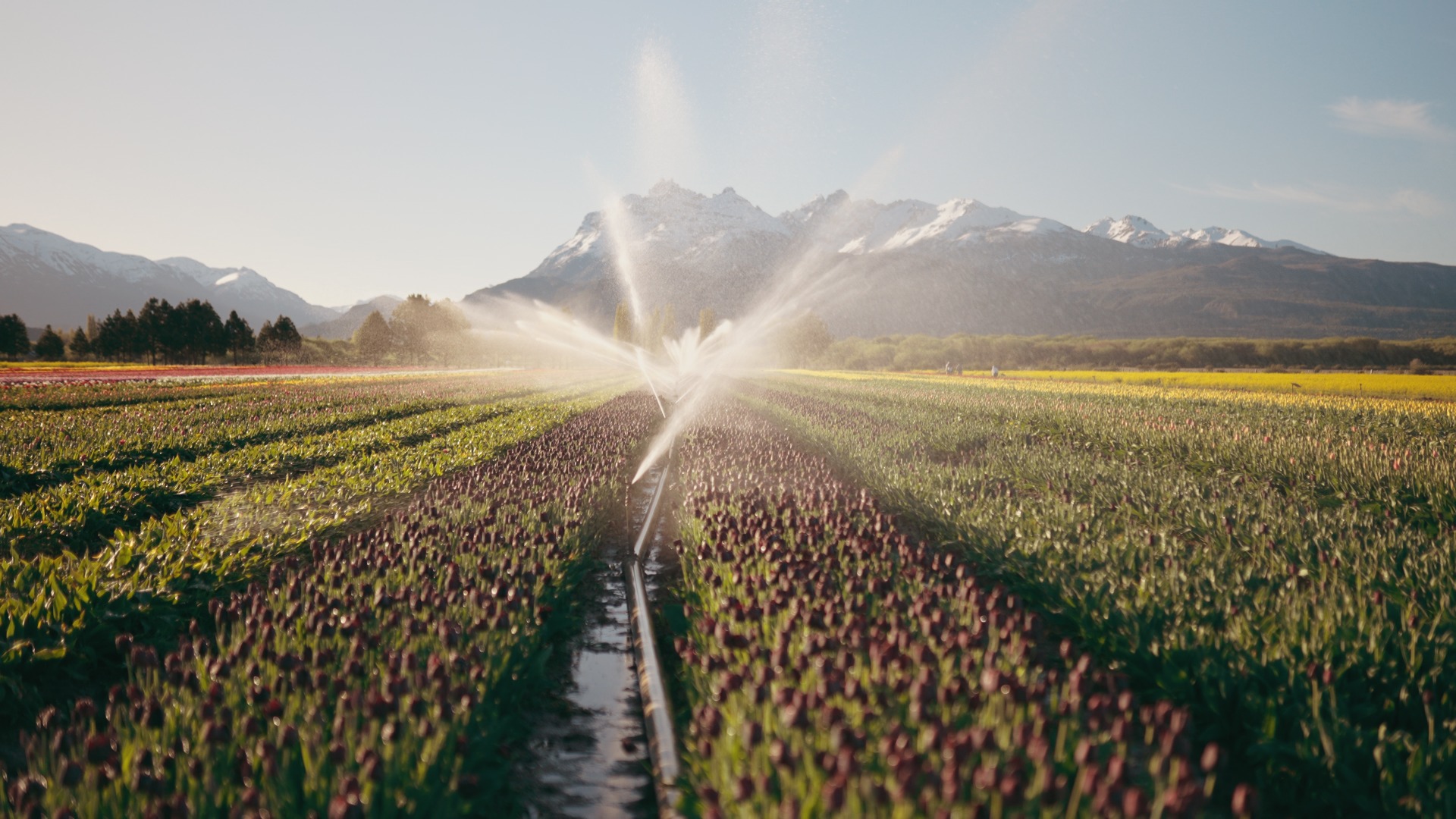 TREVELIN FULL DAY CON CAMPO DE TULIPANES — Trevelin, Chubut — foto 4
