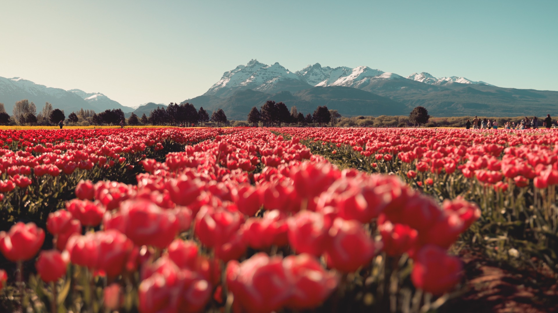 Ruta Galesa con visita al Campo de Tulipanes — Trevelin, CHUBUT — foto 2