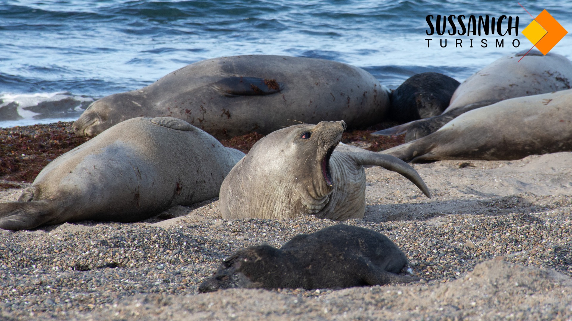 Península Valdés — Puerto Pirámides, Chubut