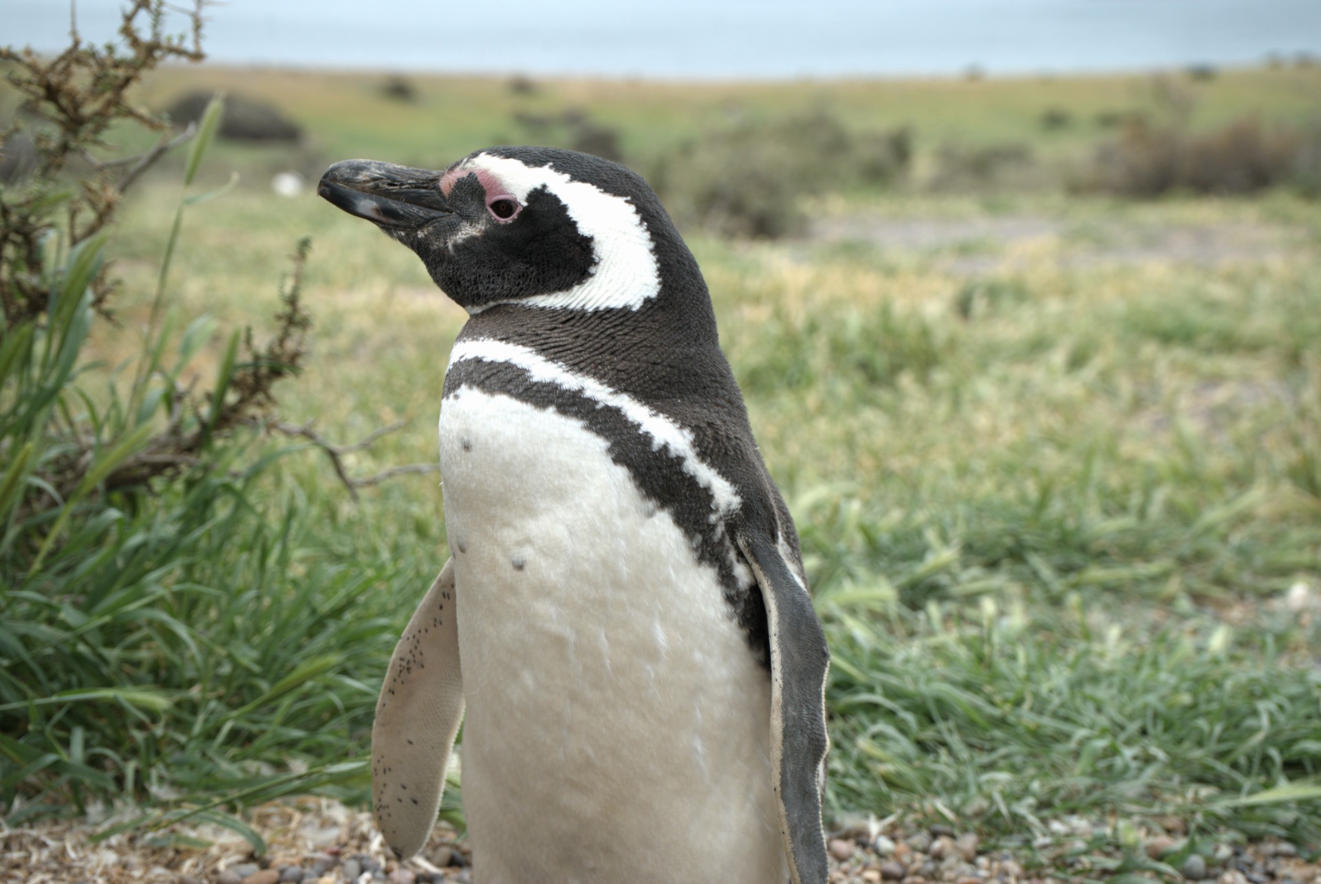 Punta Tombo — Puerto Madryn, Chubut