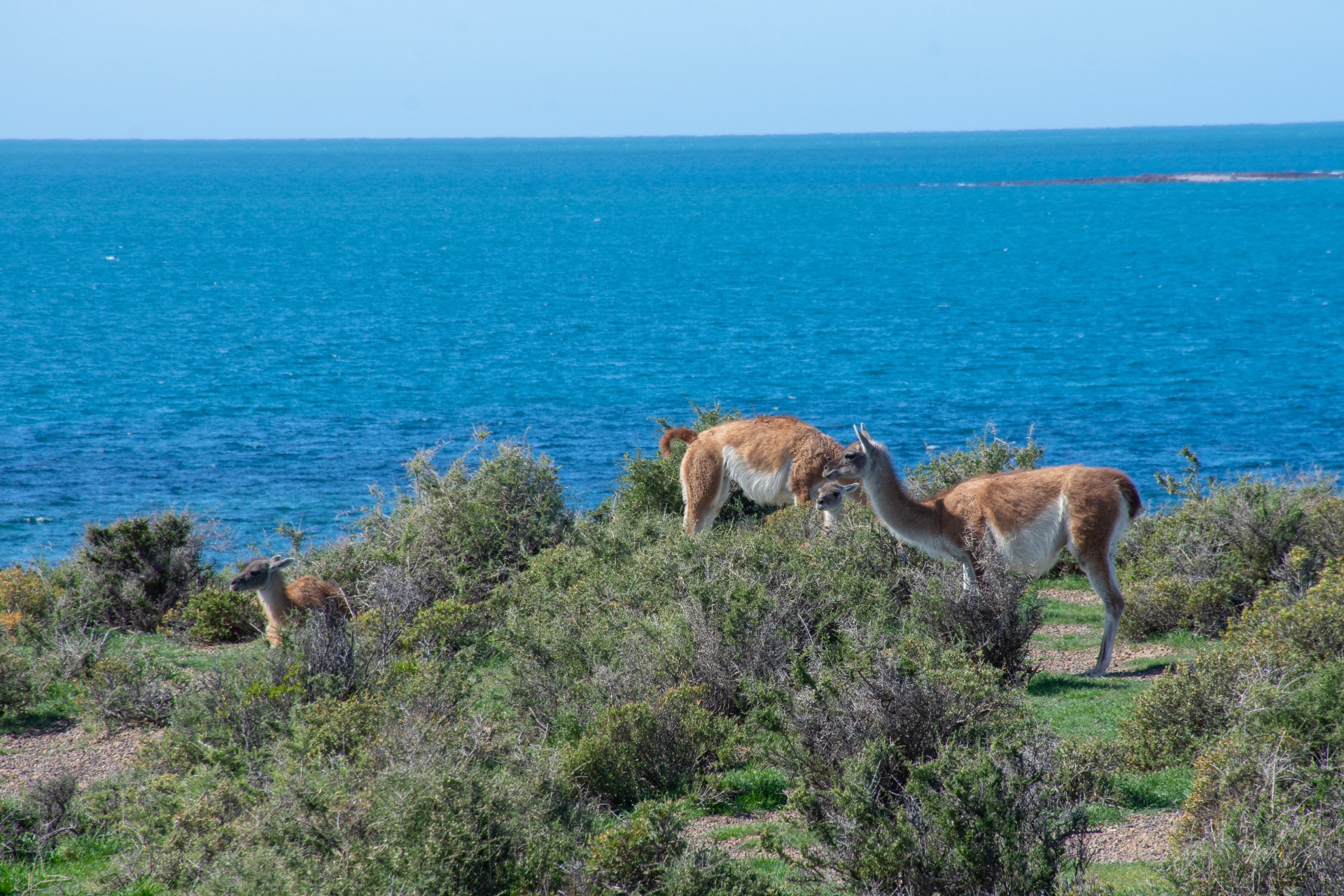 Punta Tombo — Puerto Madryn, Chubut — foto 3