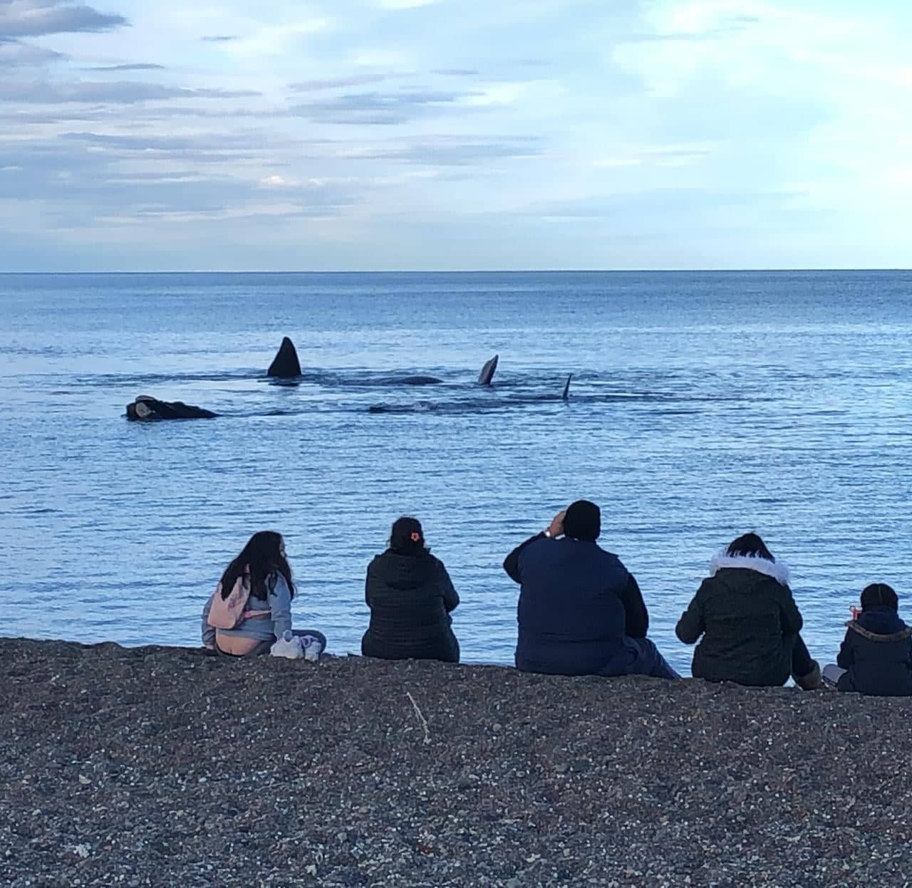 Doradillo — Puerto Madryn, Chubut, Patagonia