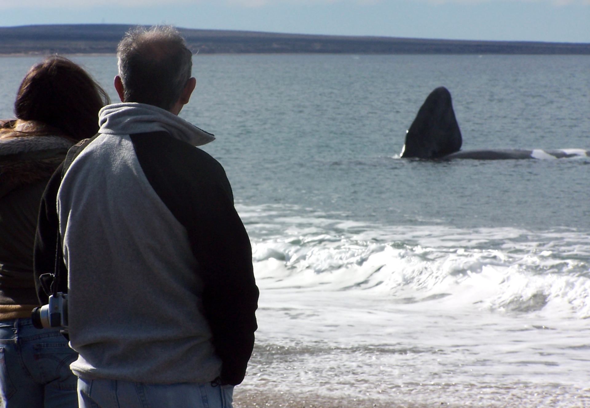 Baleia franca austral nadando perto da costa em El Doradillo, Puerto Madryn, Patagônia — foto 2