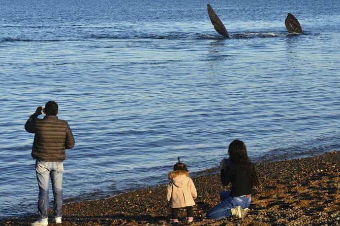Baleia franca austral nadando perto da costa em El Doradillo, Puerto Madryn, Patagônia — foto 3