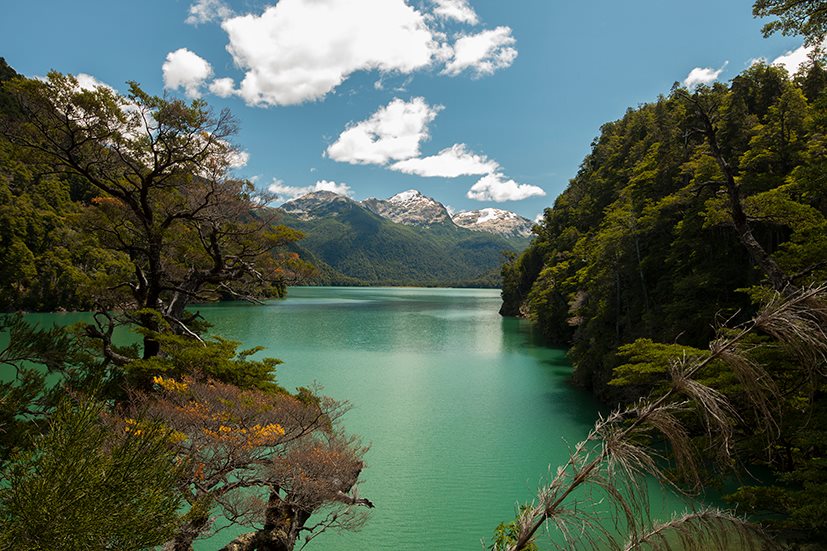 SAFARI LACUSTRE AL ALERCE MILENARIO (CLEONA) — Parque Nacional Los Alerces