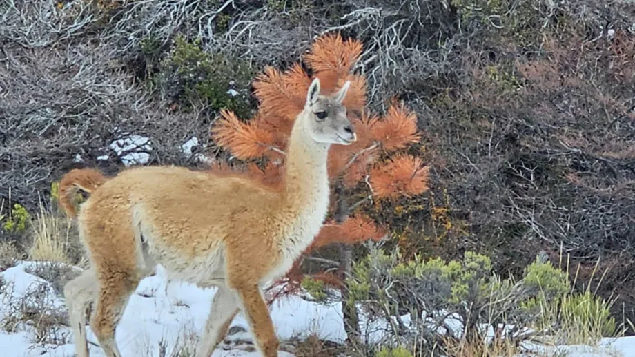 Senderismo con raquetas de nieve por La Curva de los Guanacos — Esquel, Chubut
