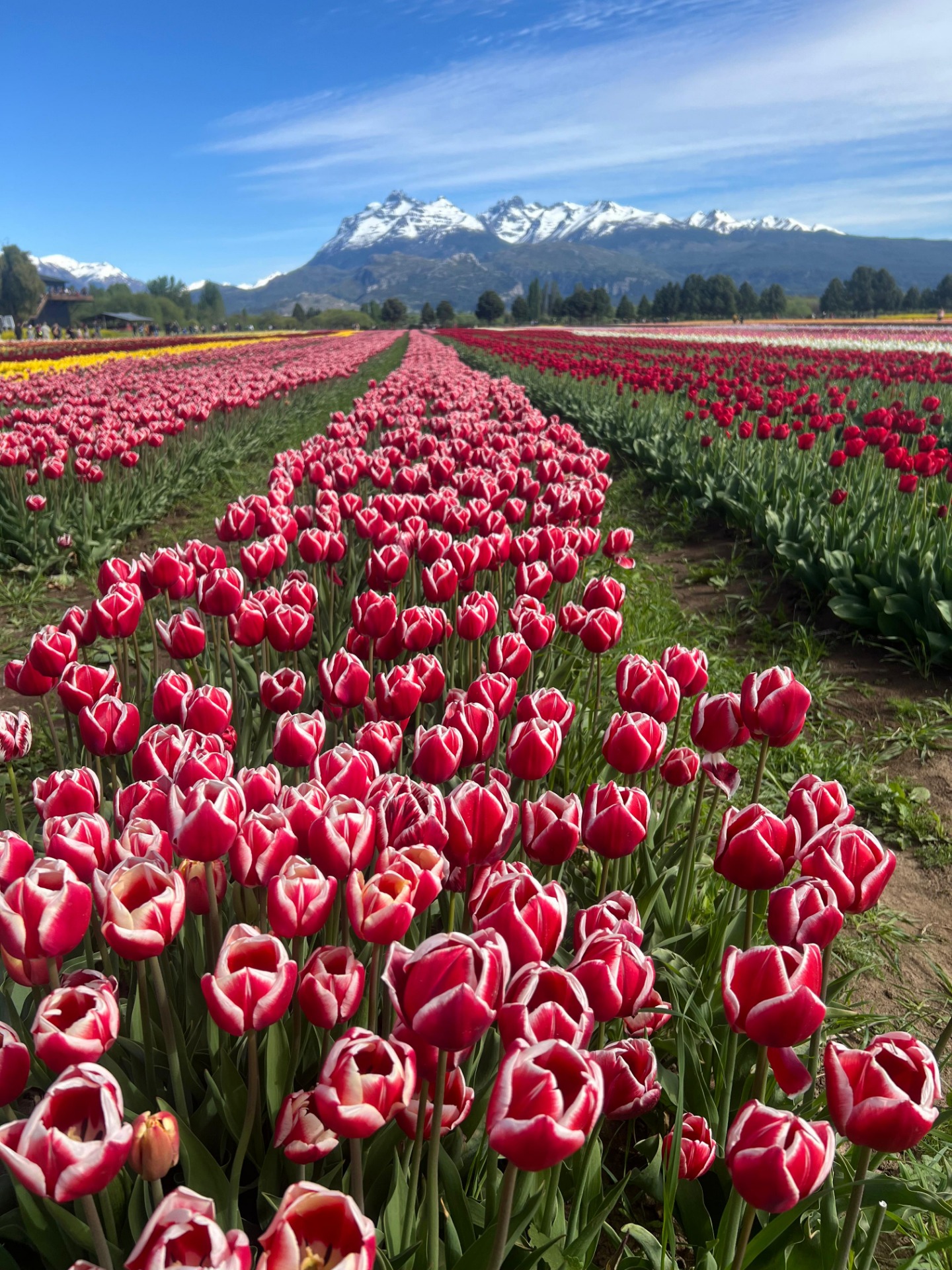 Campo de tulipas floridas em Trevelin, Patagônia argentina, com montanhas nevadas ao fundo