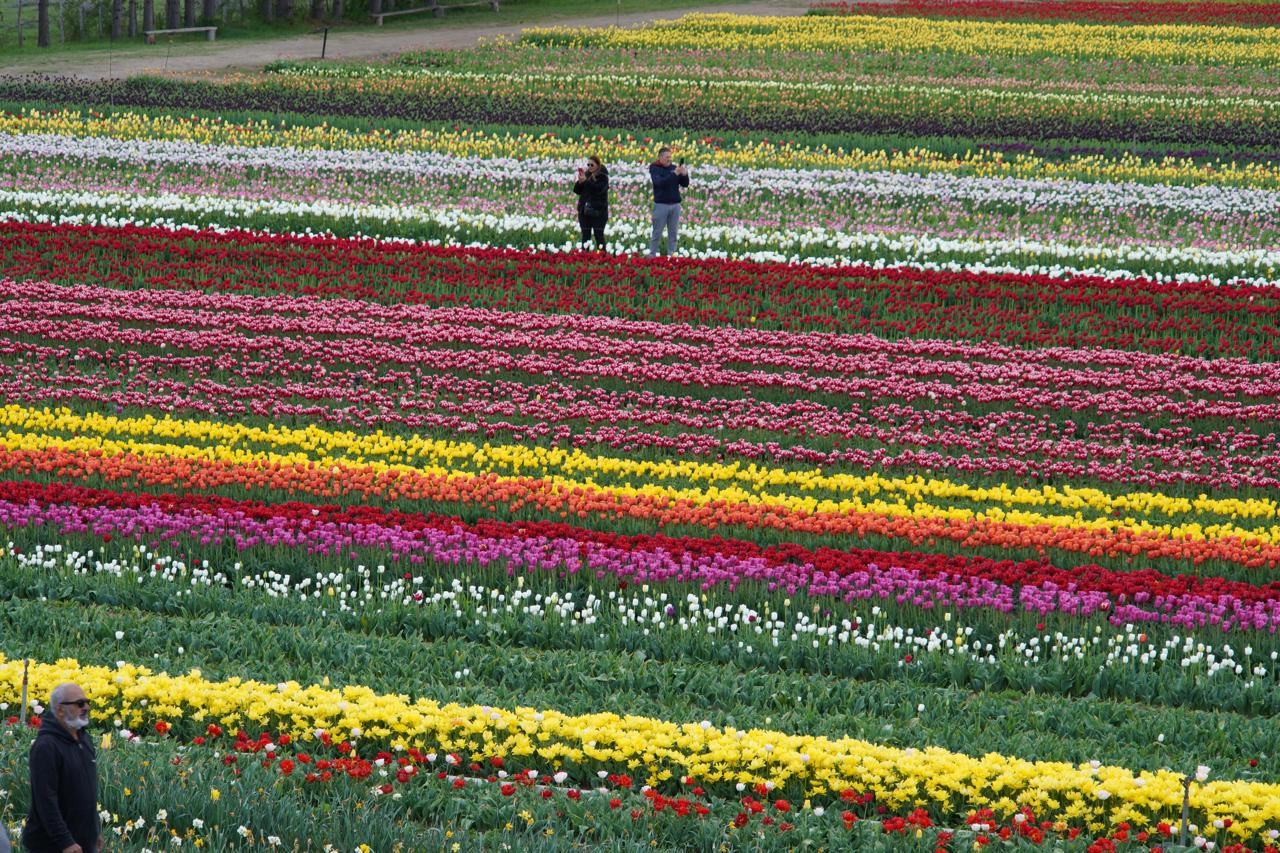 Campo de tulipas coloridas em Trevelin com montanhas nevadas ao fundo, Patagônia argentina