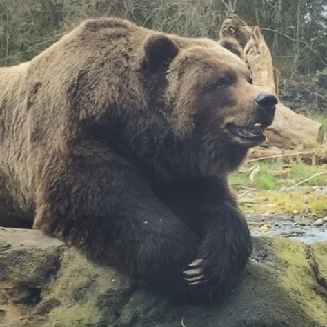 Bearson