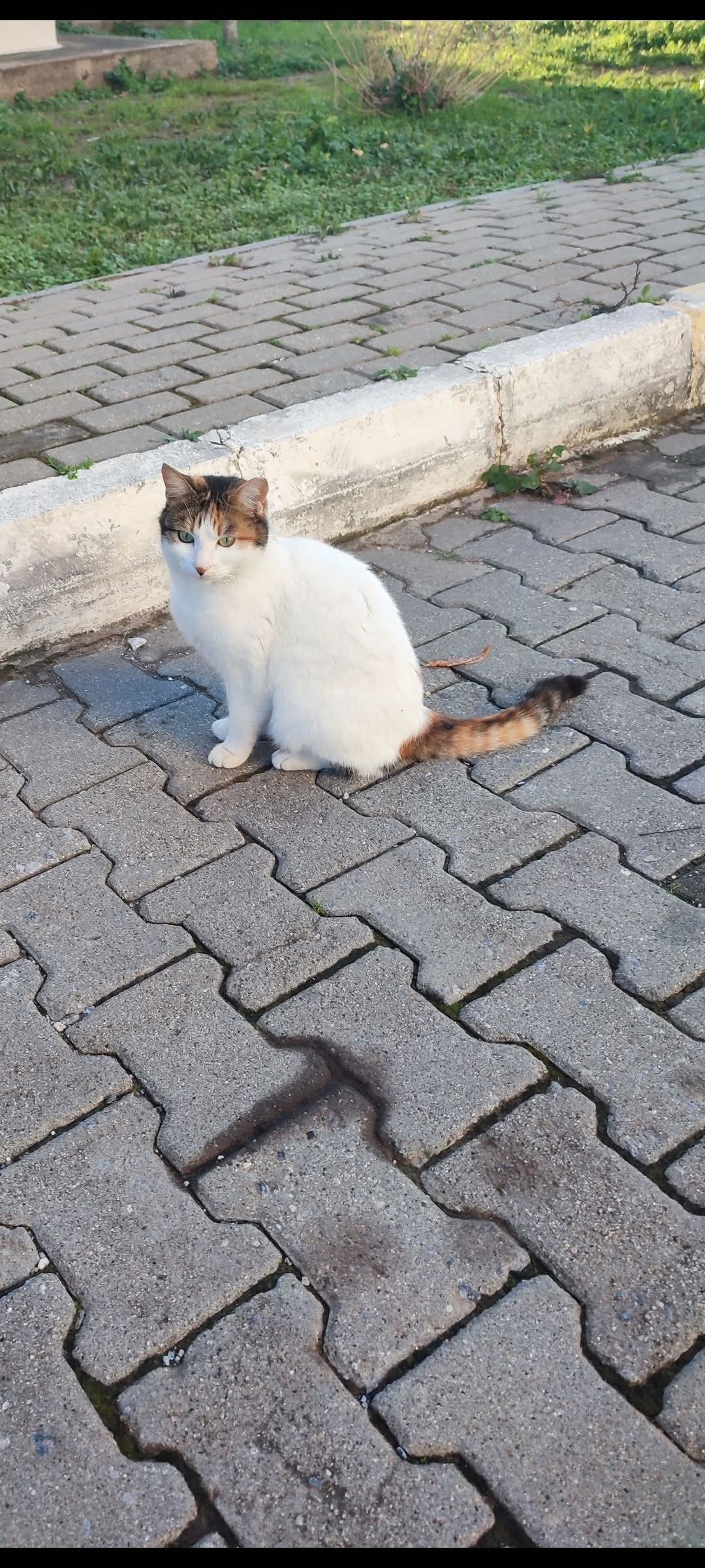 Gönderi