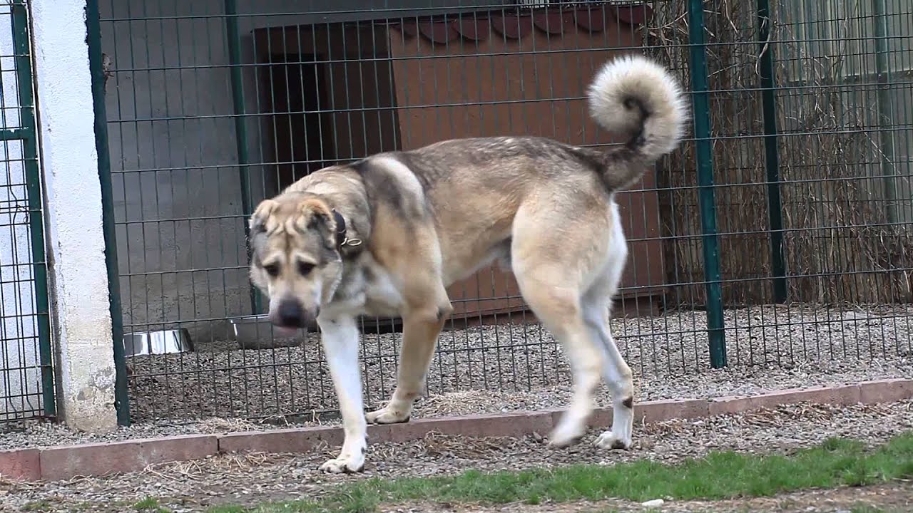 Gönderi