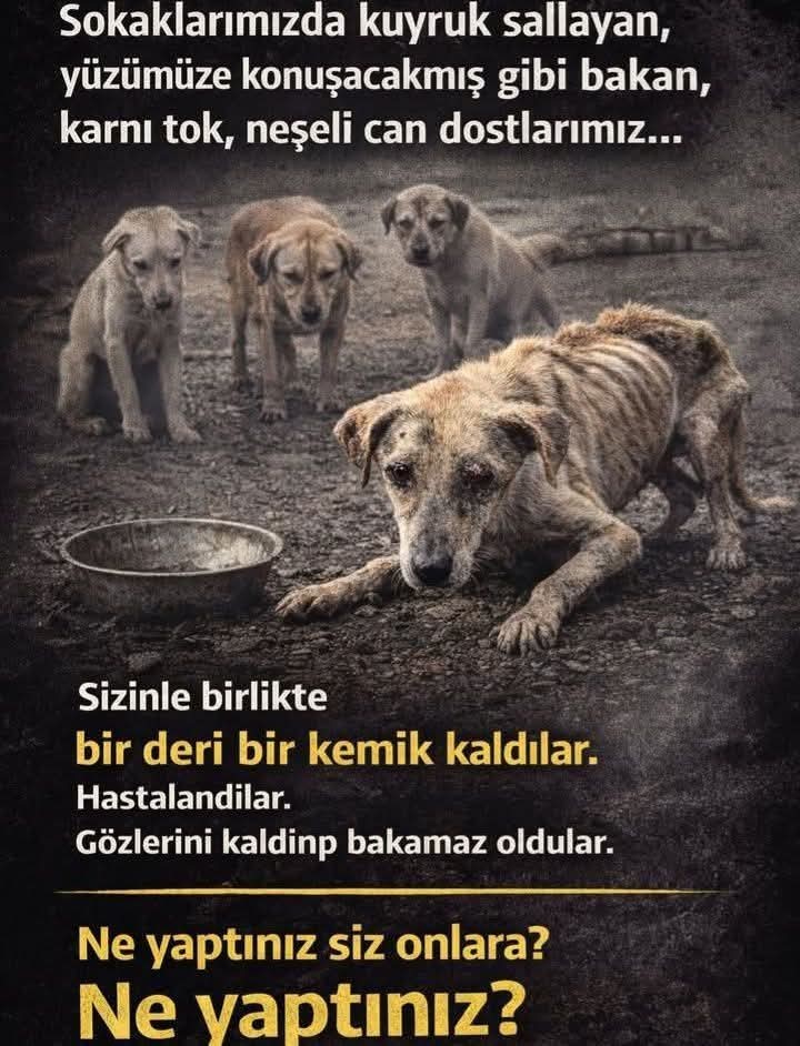 Gönderi