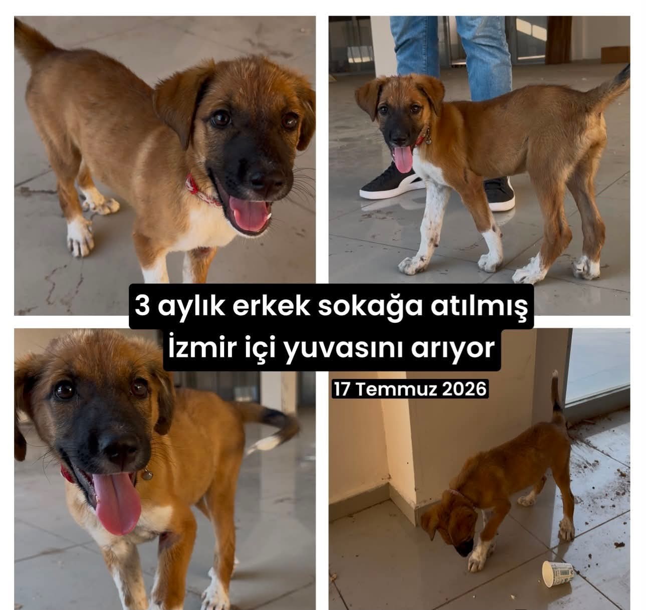Gönderi
