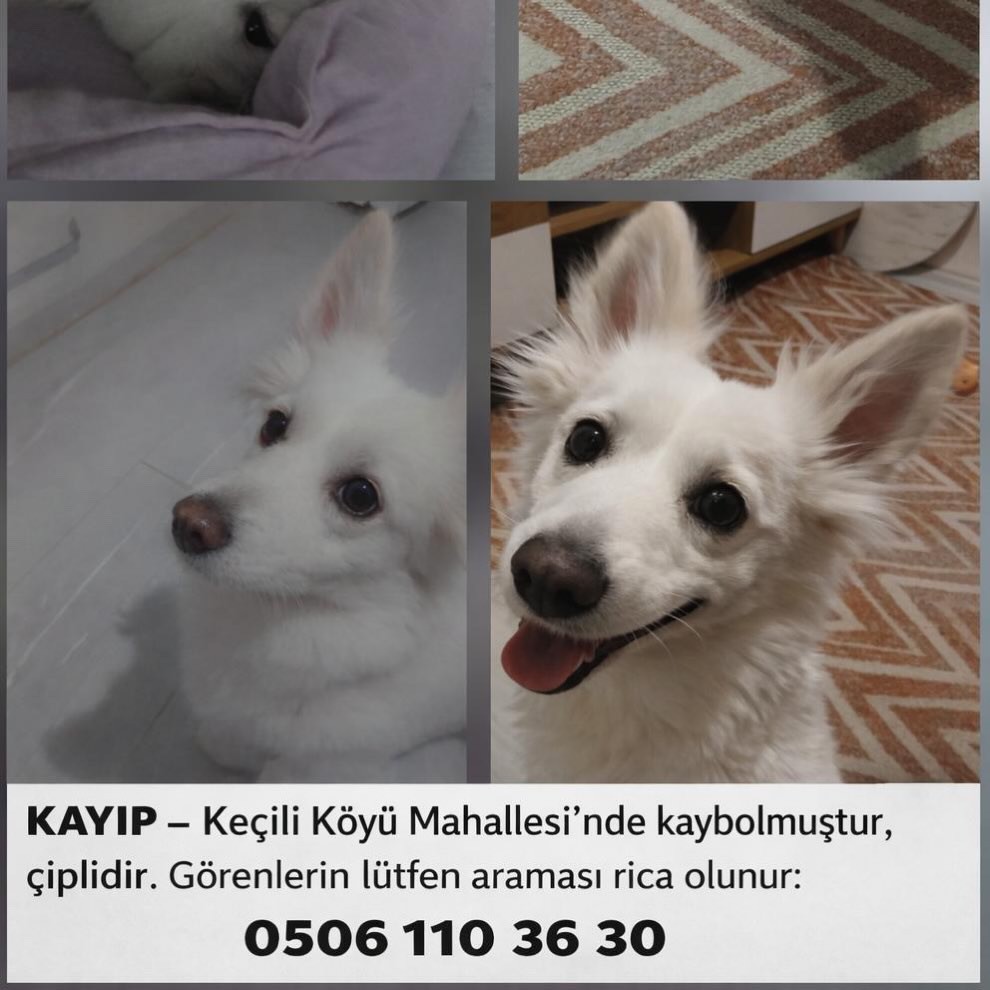 Gönderi