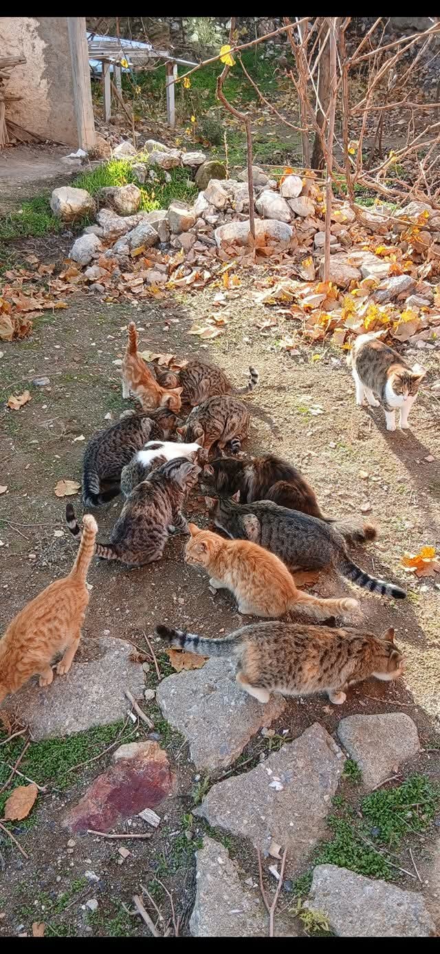 Gönderi