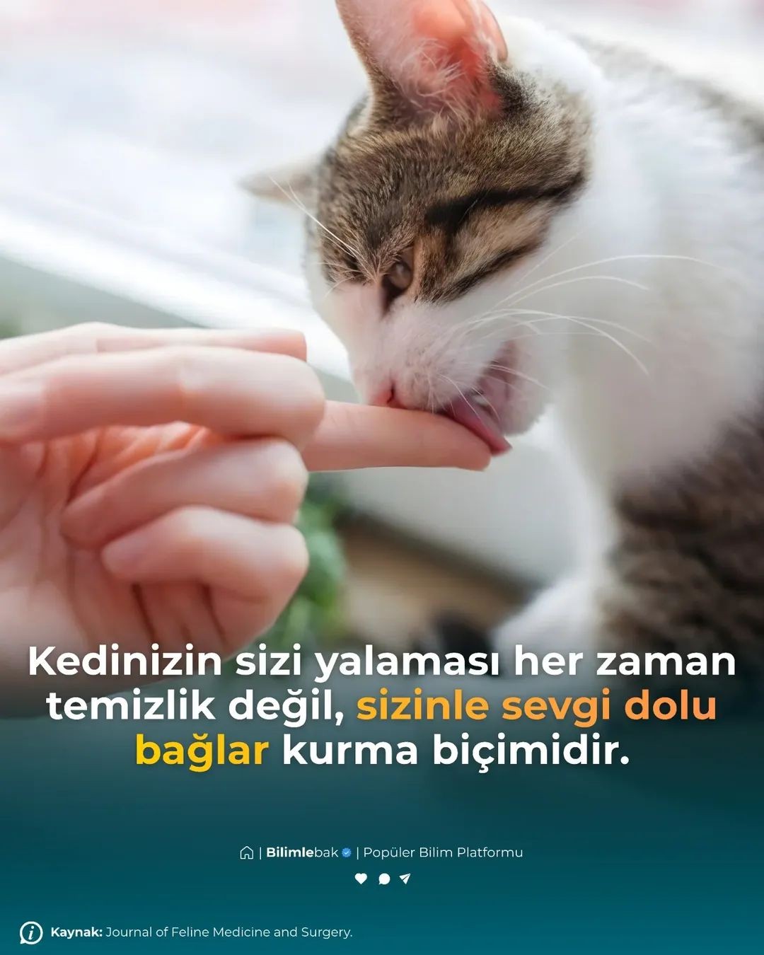 Gönderi