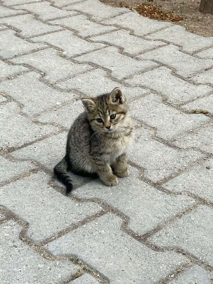 Gönderi
