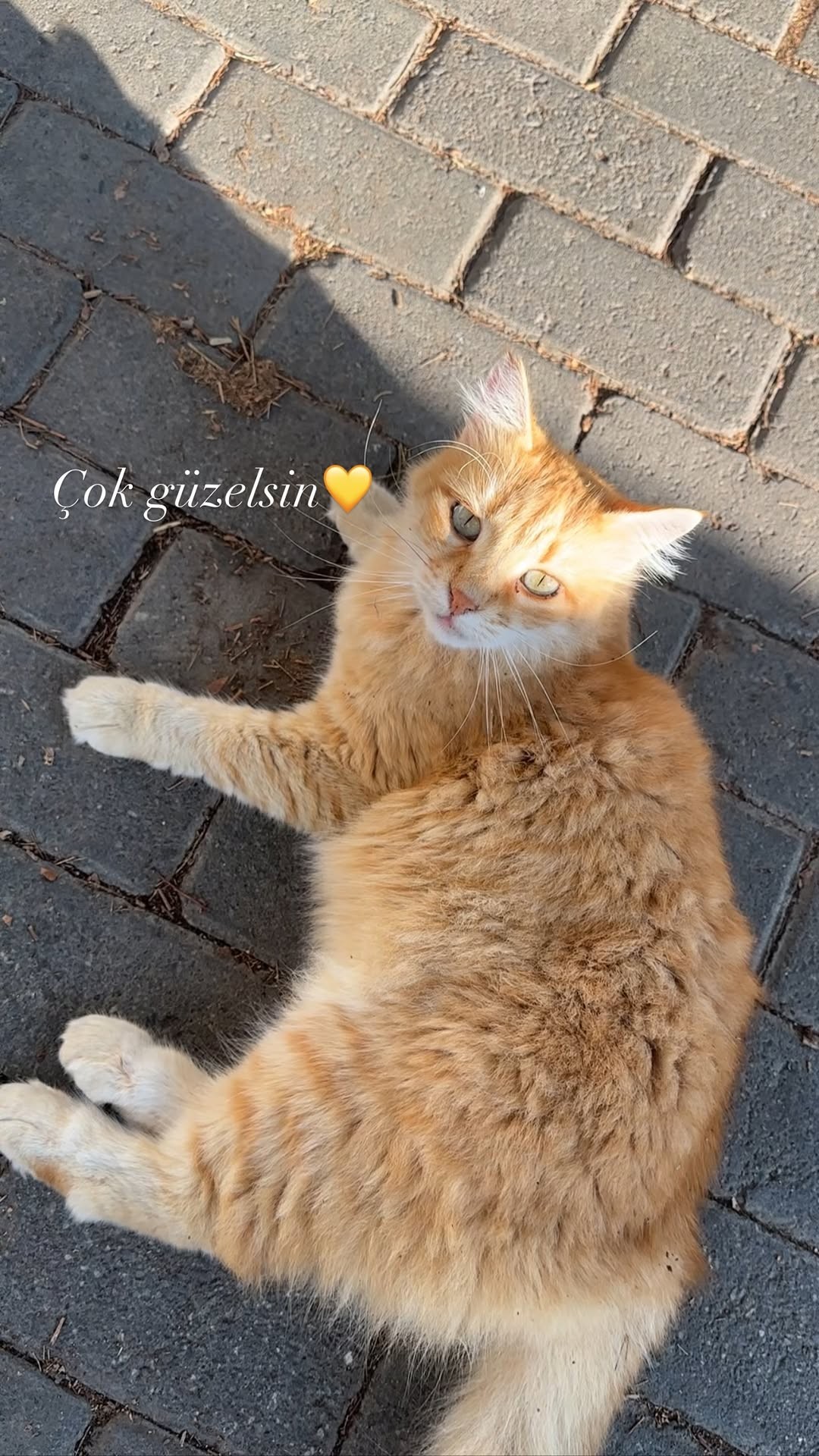 Gönderi