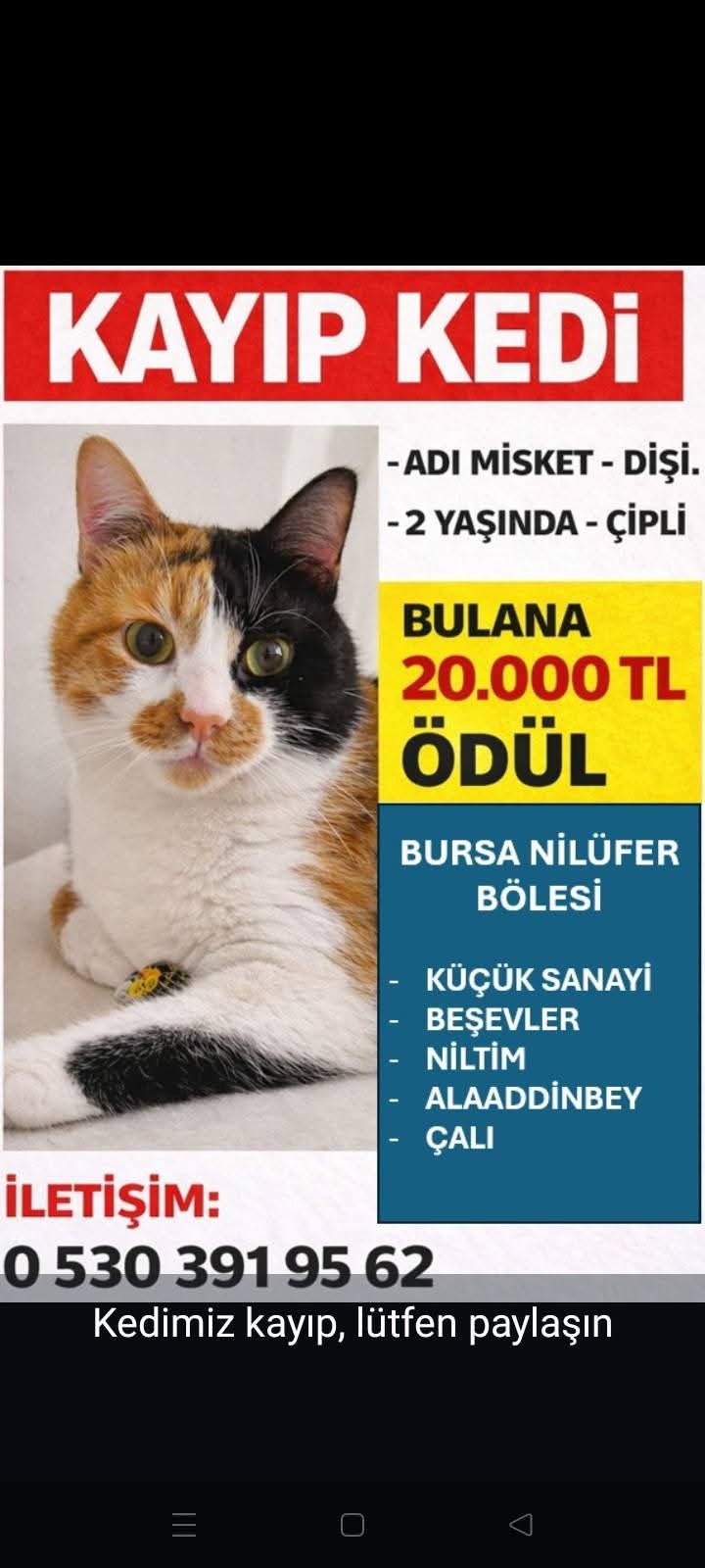 Gönderi