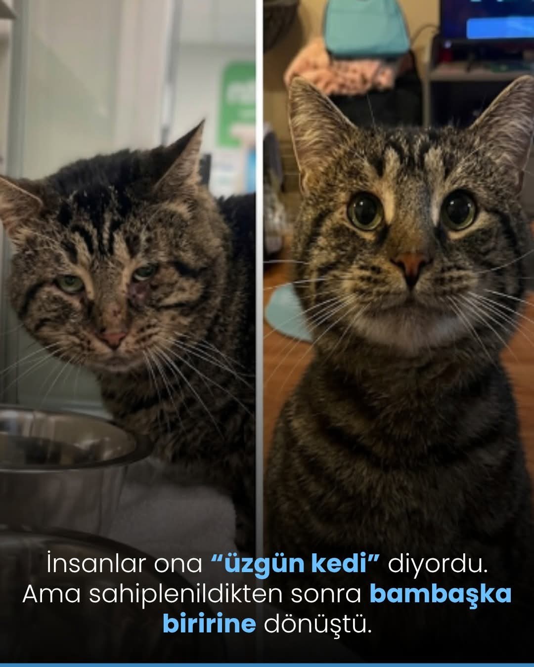 Gönderi