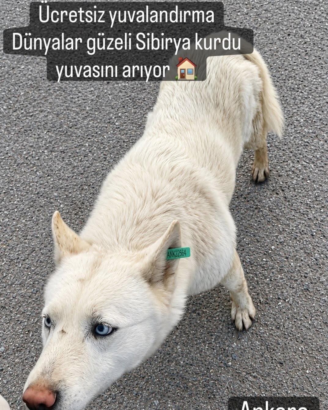 Gönderi