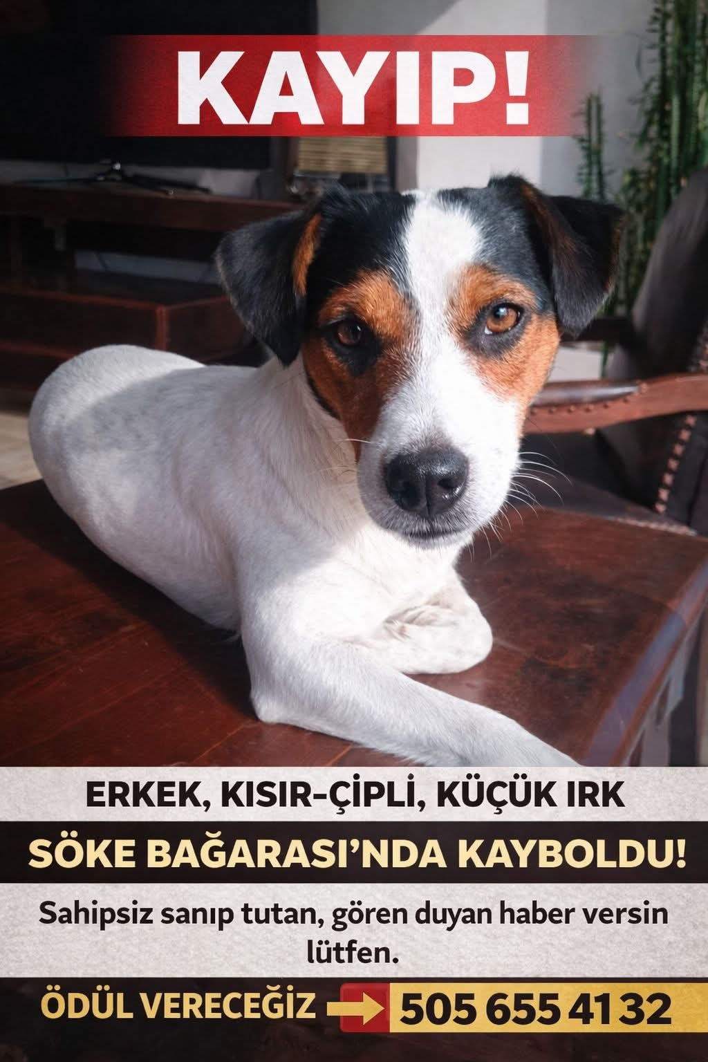 Gönderi