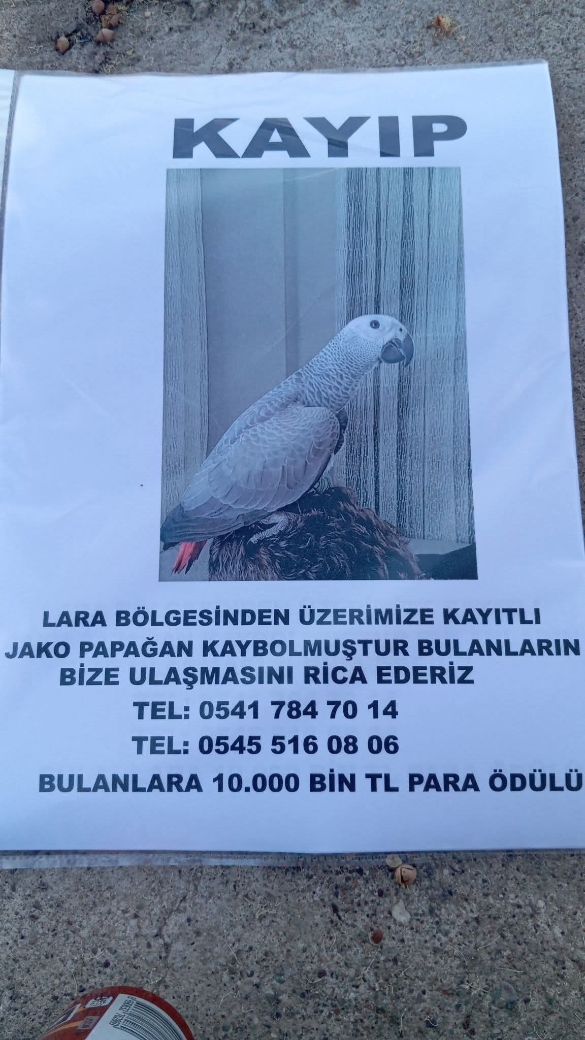Gönderi