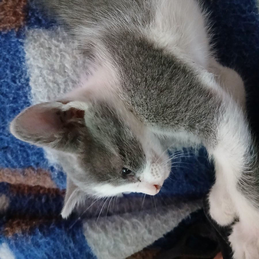 Gatito - caso de éxito