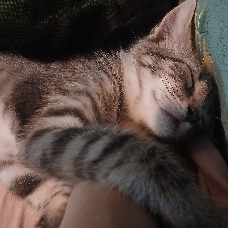 Gatito - caso de éxito