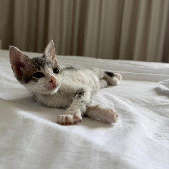 GATITOS BEBES - caso de éxito