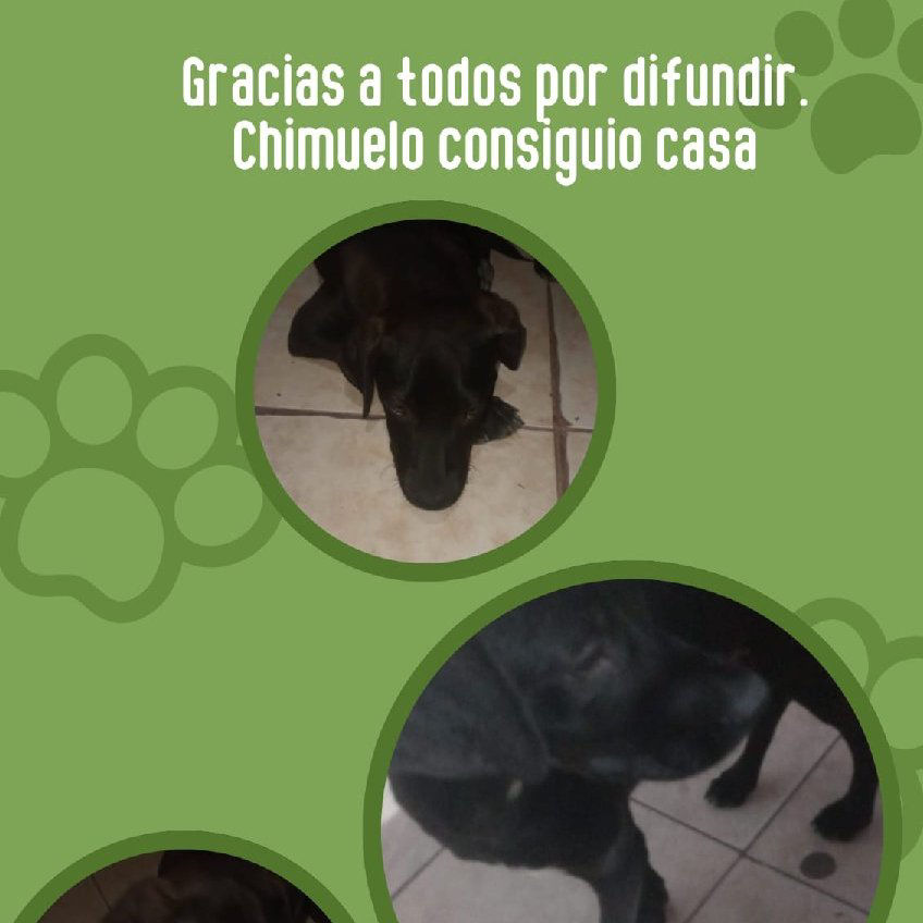 Chimuelo - caso de éxito