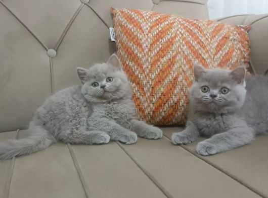 test başlığıdır kısa test