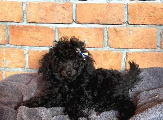 TATLI POODLE YAVRULARIMIZ SIZINLE BIRLIIKTE