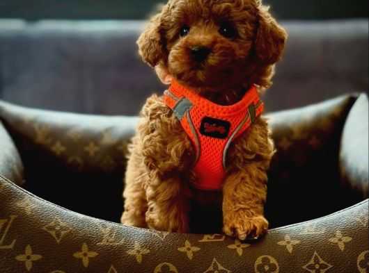 TEST ilan başlığı iki satır başlık kontrolünü test için uzunca yazılan bu başlığın amacı testtir